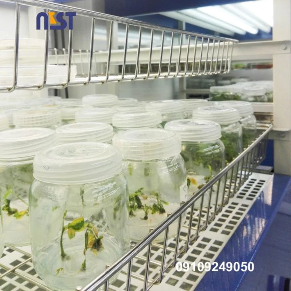 میو اینوزیتول GBG plant cell culture